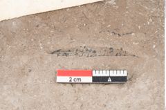 Foto (Detailansicht) von Juglans acuminata Braun (NHMW-GEO-2024-0188-8029)